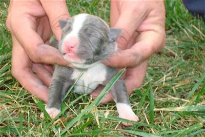 American Pit Bull Puppies for Sale